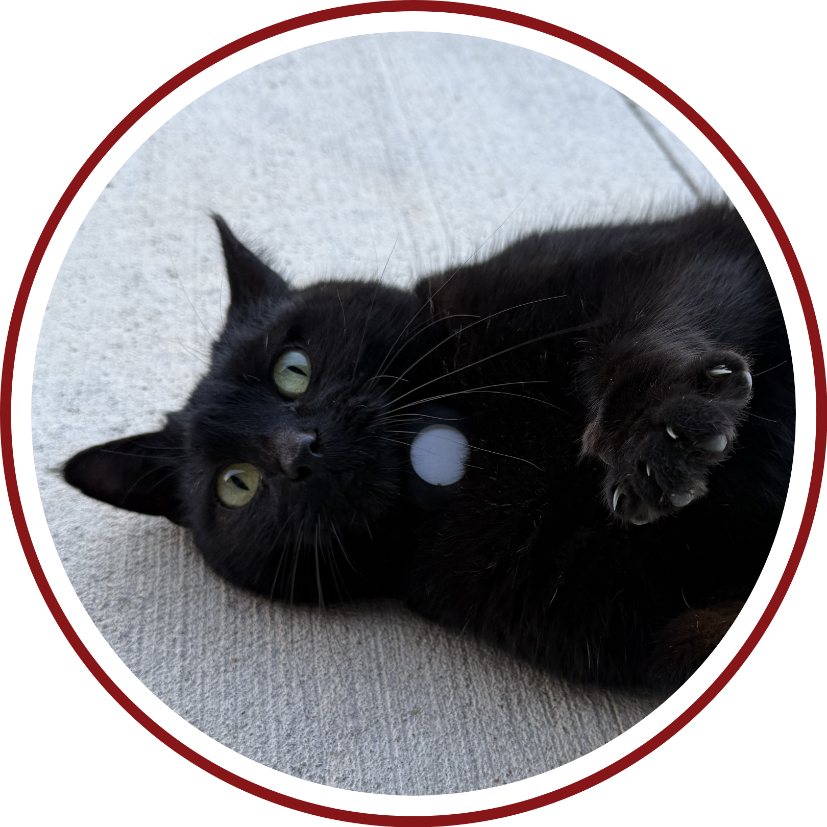 access control controlled access fob systems electronic locks badge access cctv c.c.t.v. camera systems network camera systems video recording systems cameras fire alarm fire life safety monitored alarm security alarm home alarm intrusion alarm burglar alarm burglary alarm audio visual av a.v. theater home theater theater room audio systems speaker systems sonos systems landscape audio pool audio surround sound distributed audio distributed video sound masking white noise control4 network managed network home network wifi wifi extender structured cabling cabling infrastructure fiber fiber optics network rack data cabling cellular boosting cellular antennas lighting control automated shades home automation smart home integrated living lutron lighting panelized lighting keypad lighting central vacuum bentonville ar rogers ar lowell ar springdale ar fayetteville ar nwa northwest arkansas